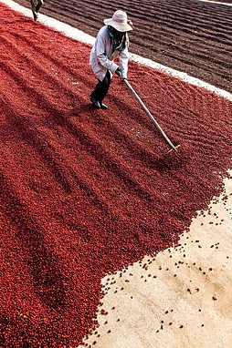 برداشت قهوه و روش های فرآوری آن
